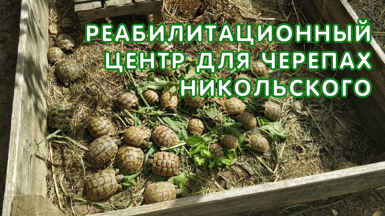 Реабилитационный центр для черепах Никольского в Анапе
