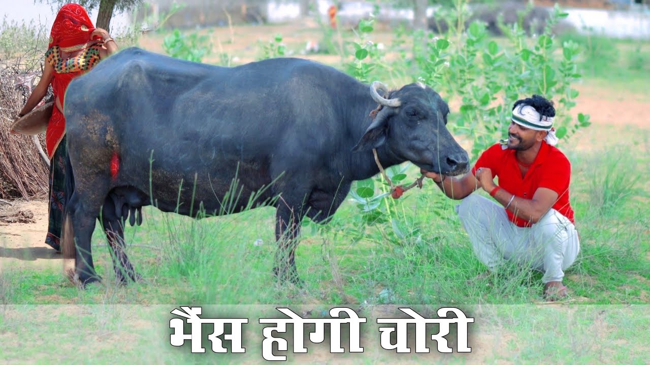 भैंस होगी चोरी ।। राजस्थानी कॉमेडी मारवाड़ी कॉमेडी ।। Rajasthani comedy