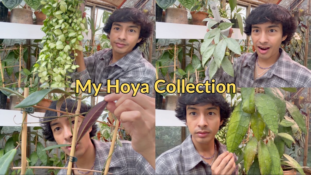 My Hoya Collection 2025