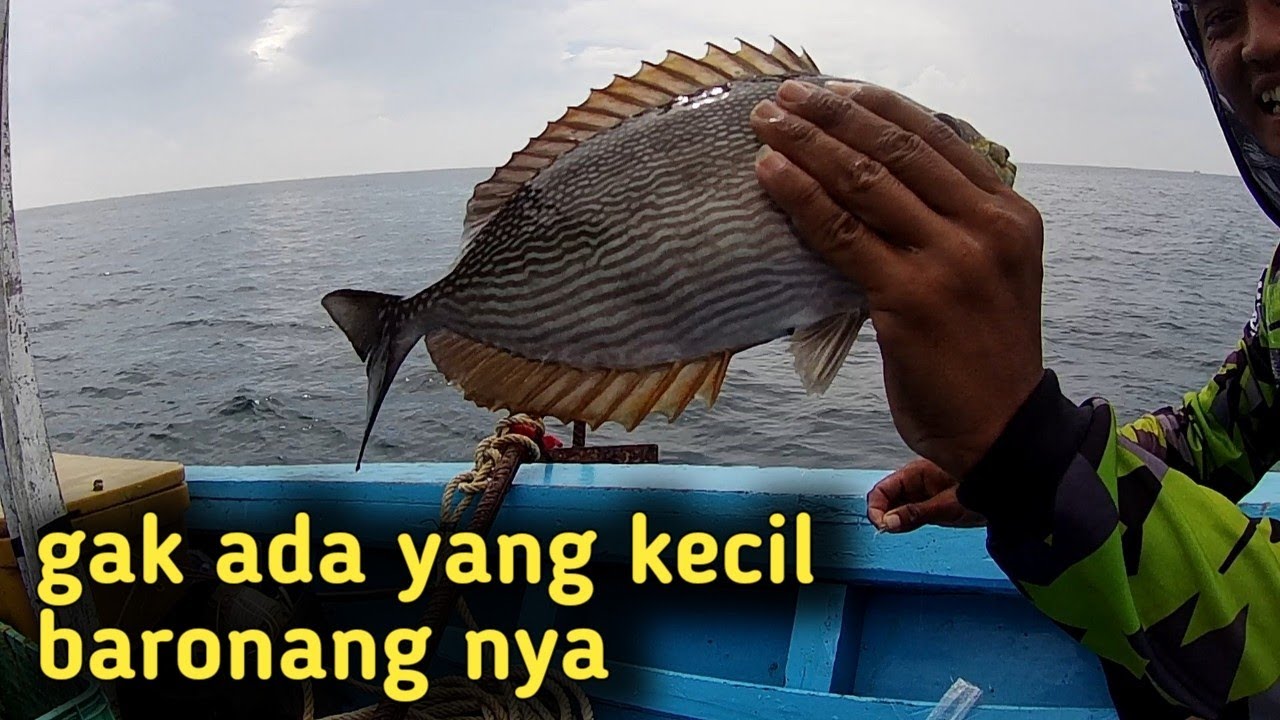 begini cara nelayan memancing ikan baronang