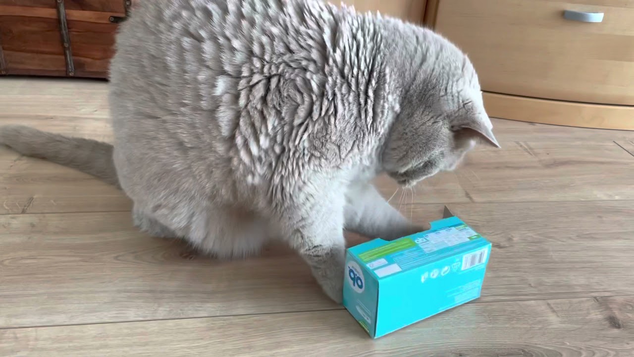 Britisch Kurzhaar Teddy spielt