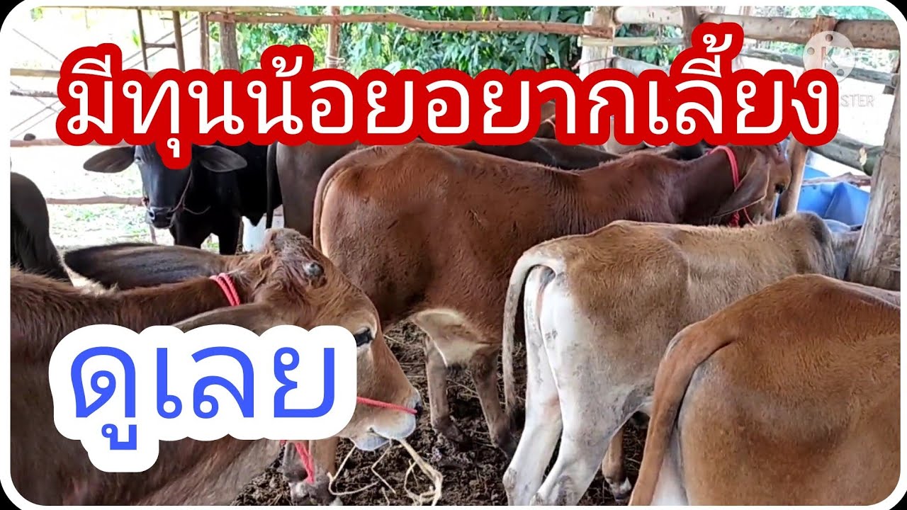 มือใหม่ มีทุนน้อย เวลาน้อย อยากเลี้ยงวัว ดูเลย