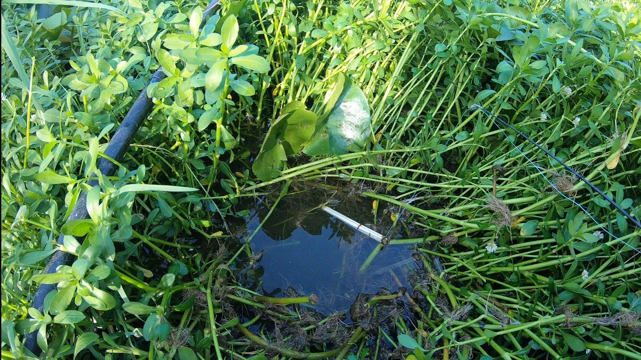 &ldquo;Luring Fish Hidden in Underwater Plants #fishing #fish #lake #lakefishing #nature #angling #youtube