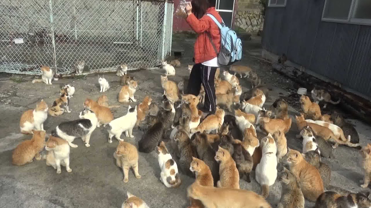 腹を空かした猫たちへの餌やりは危険です Feeding the hungry cats are dangerous＃２５８４　女性が猫に取り囲まれる