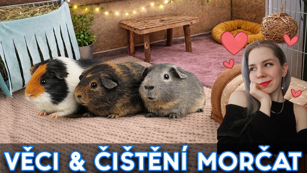 Morčecí rodinka - JAK SE U NÁS ŽIJE ♥💩