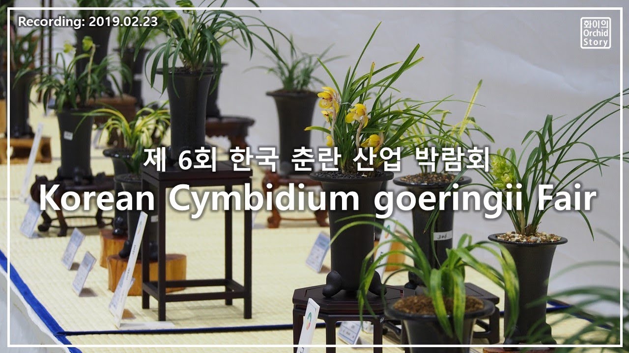[한국춘란산업박람회] Korea Cymbidium goeringii Fair 춘란전시회