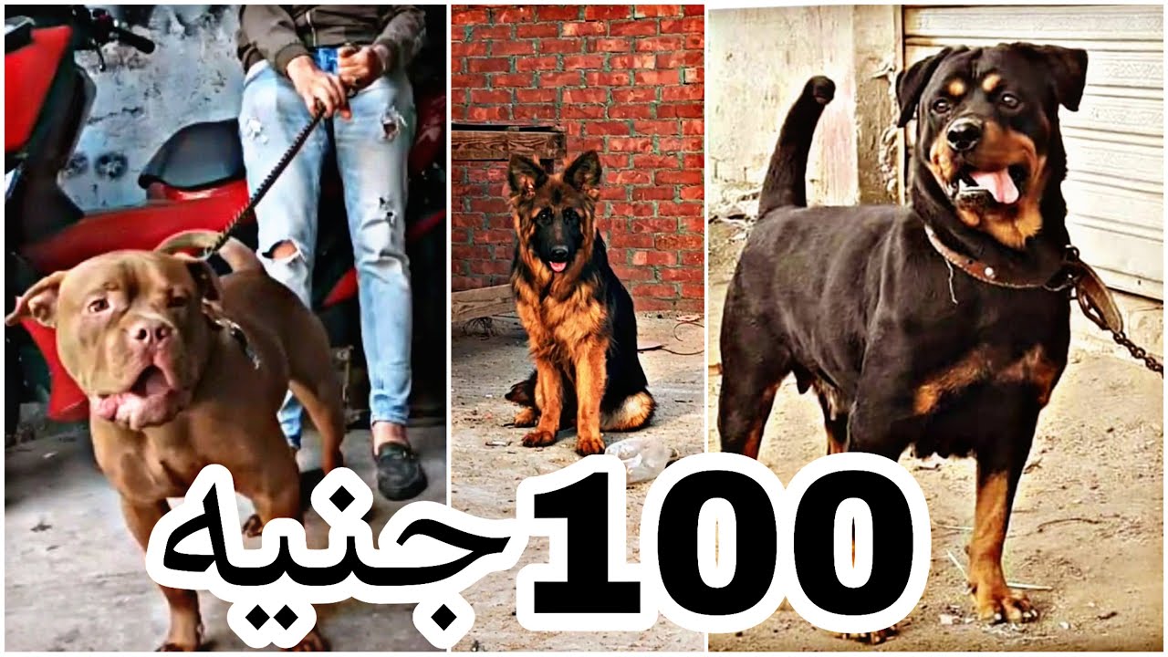 حجات ب 100جنيه بس للبيع في مصر بيتبول هاسكي جيرمن روت وايلر