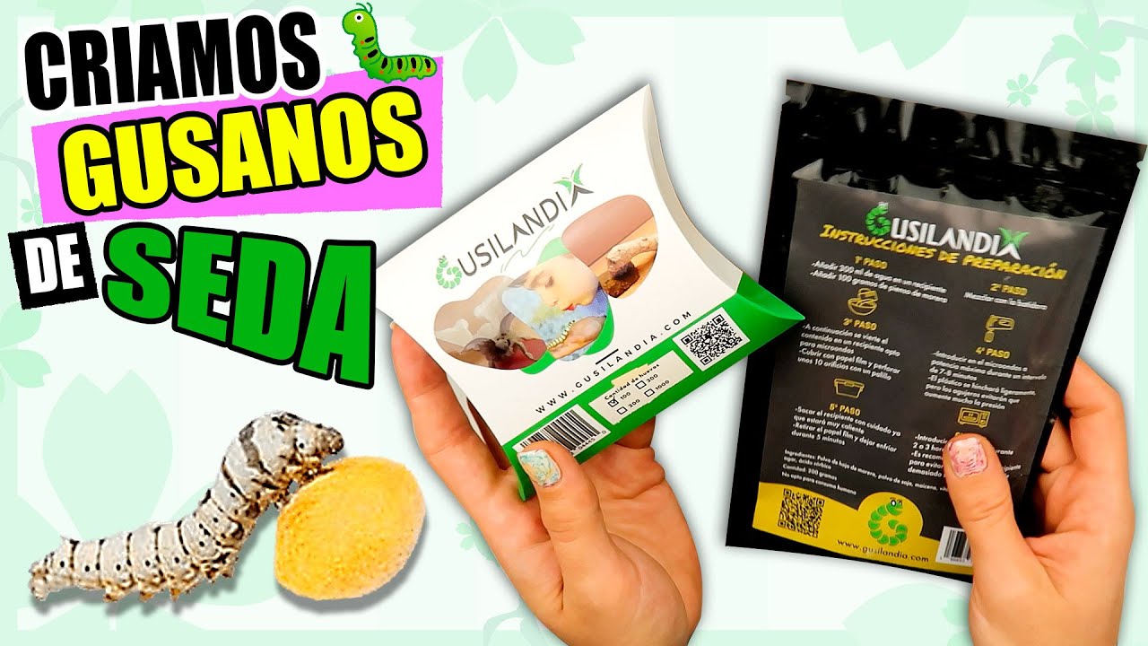 El SECRETO de CRIAR GUSANOS DE SEDA *SIN HOJAS*🐛🍃
