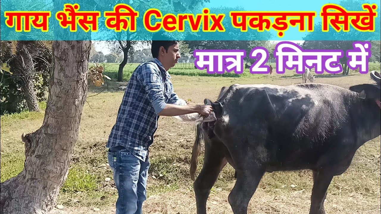 गाय भैंस की Cervix कैसे पकड़ना सिखें || मात्र 2 Minutes सीखें Cervix पकड़ना ||