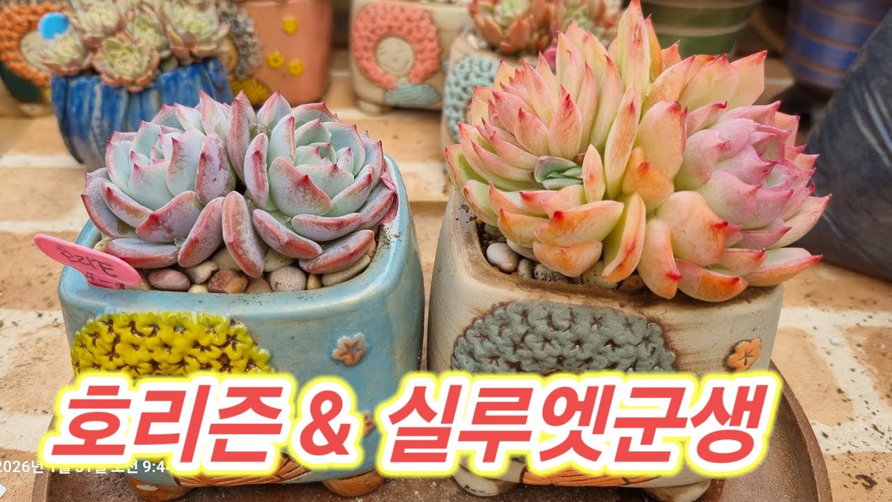 너무 사랑스럽다💕 색감 최고 완성형 다육이 베란다에서 강추 💕호리즌 & 실루엣 금손다육 010.5240.3150 