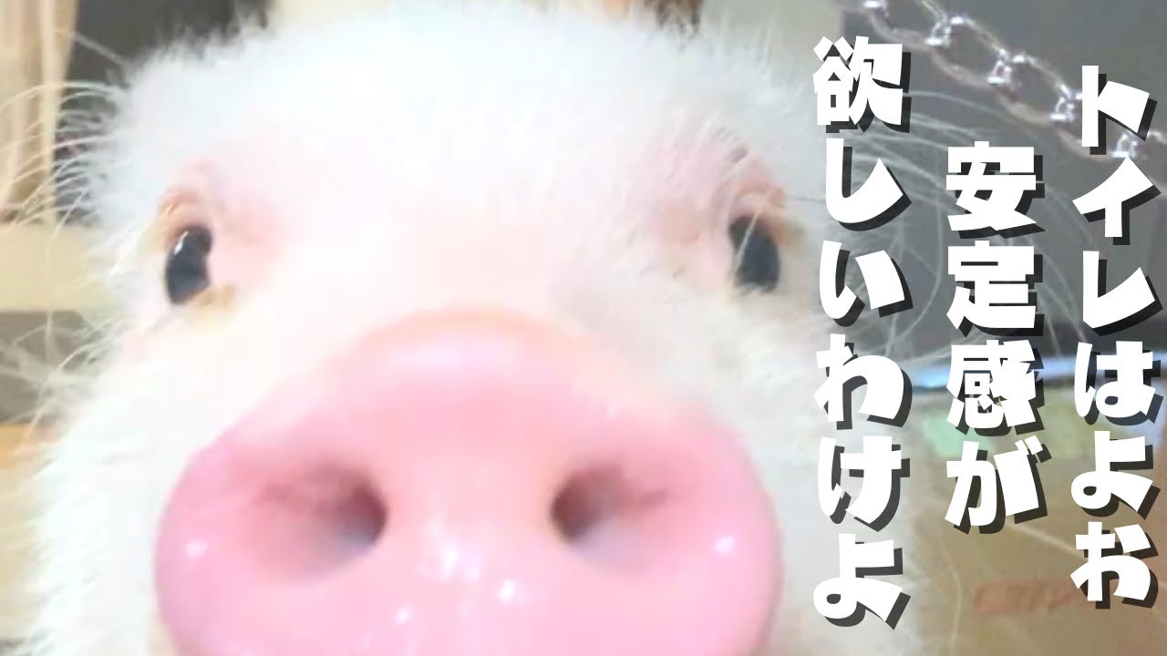 マイクロブタトイレをDIY編