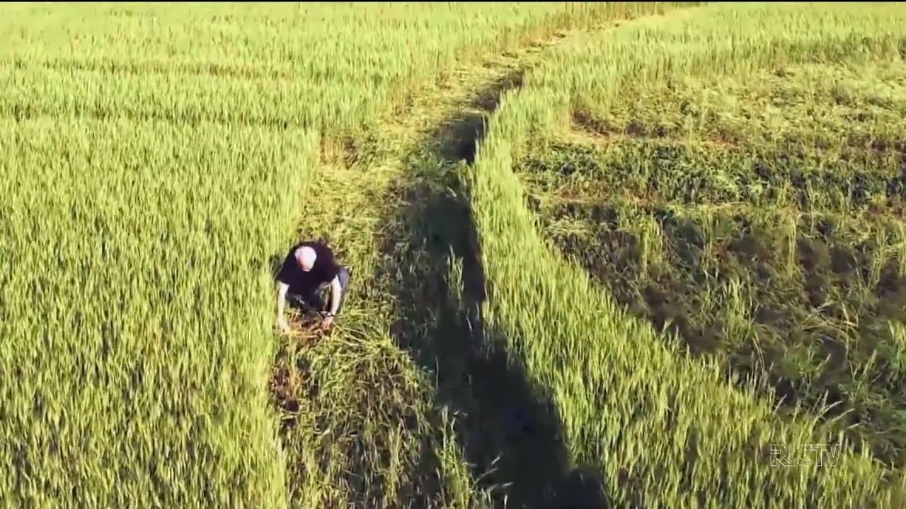 Série Círculos: os agroglifos nas plantações de milho do Oeste catarinense