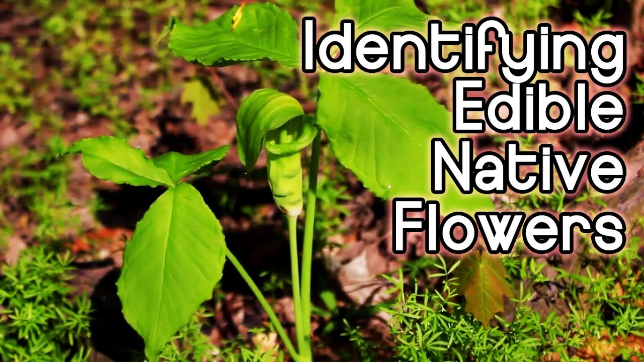 Identifying Spring Wildflowers | Foraging for Edible and Bushcraft Native Plants in the Eastern US