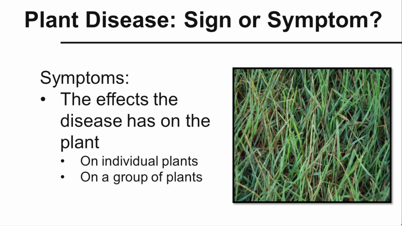 Plant Disease Sign or Symptom