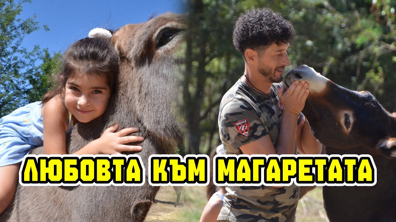 Магарешки живот: Трифон Георгиев и неговите 40 бебета магаренца