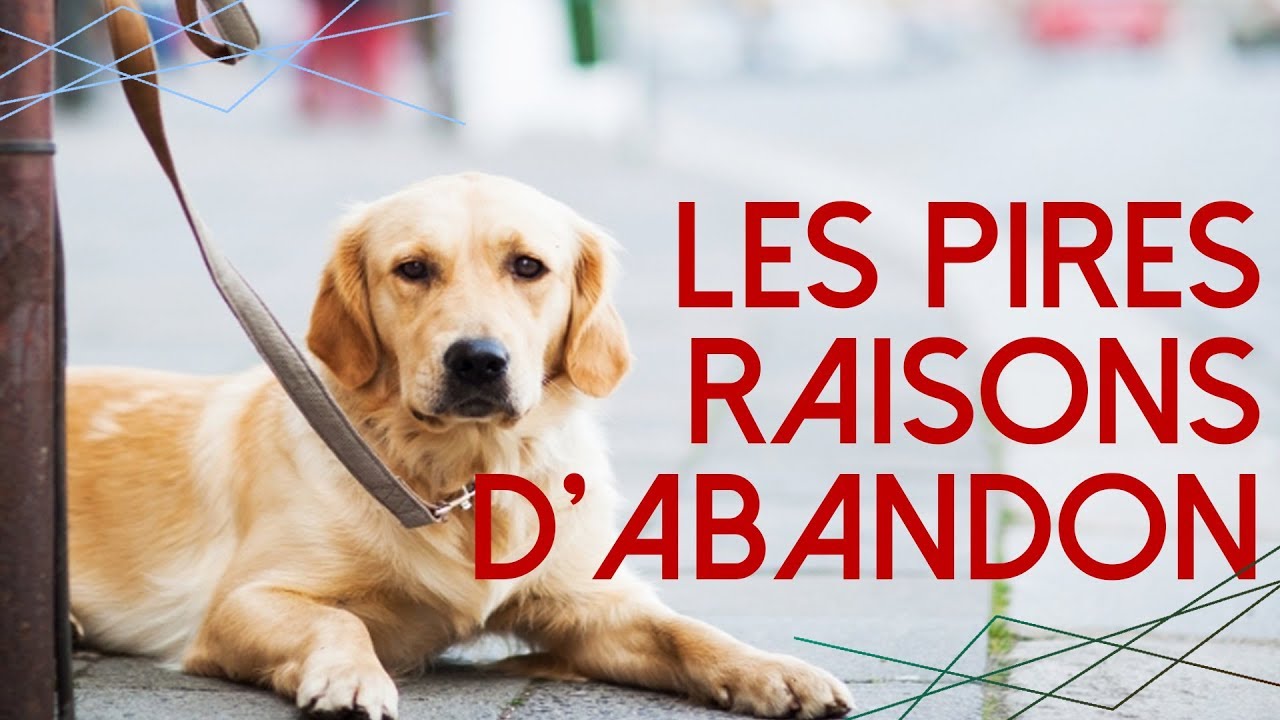 Les PIRES raisons d'ABANDON d'ANIMAUX à la SPA !