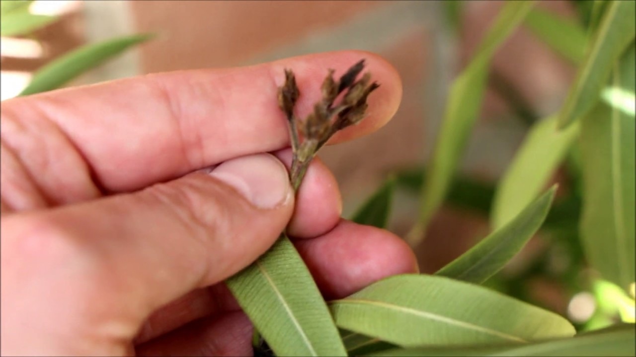 Oleander schneiden Rückschnitt wann | Oleander schneiden nach überwintern |  - NewWonder555