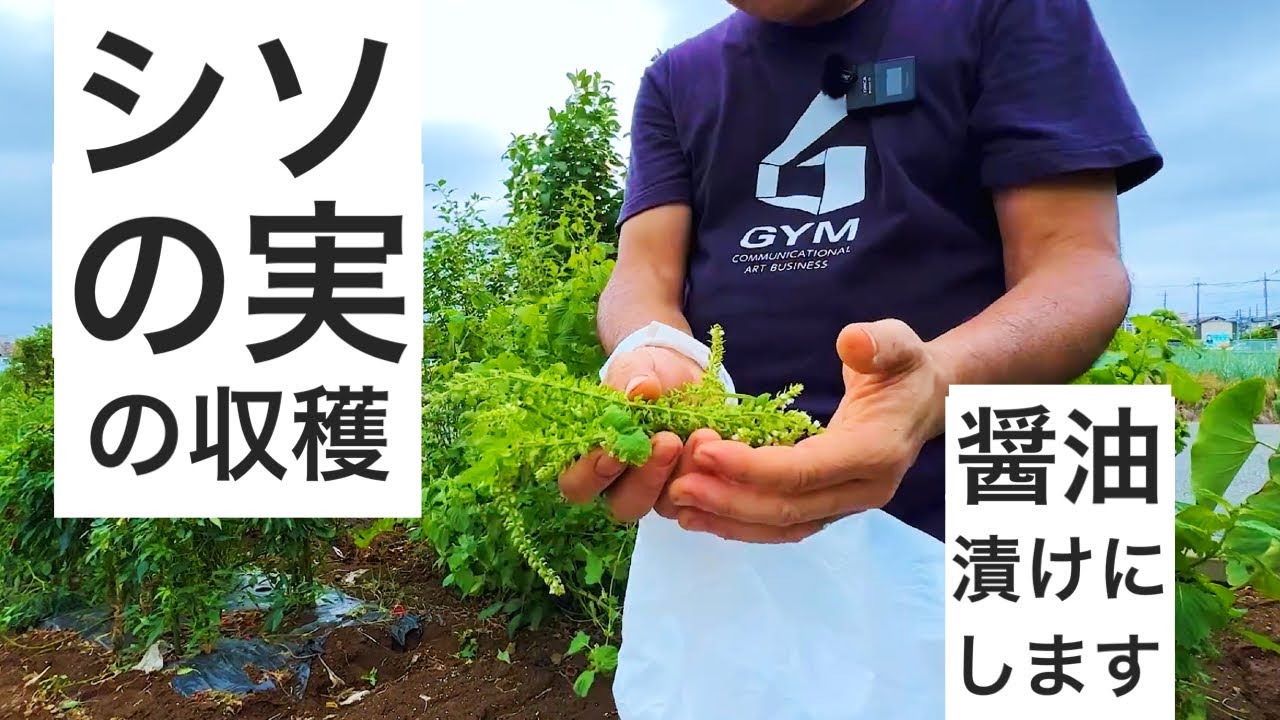 シソの実を収穫して美味しい醤油漬けにして実食します。