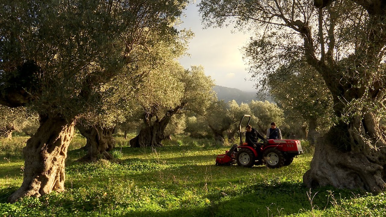 UEP! COM ANAM? [741] - EMPELTS A MONTUÏRI, OLIVAR DE SÓLLER I GREIXERA D’OUS A FELANITX