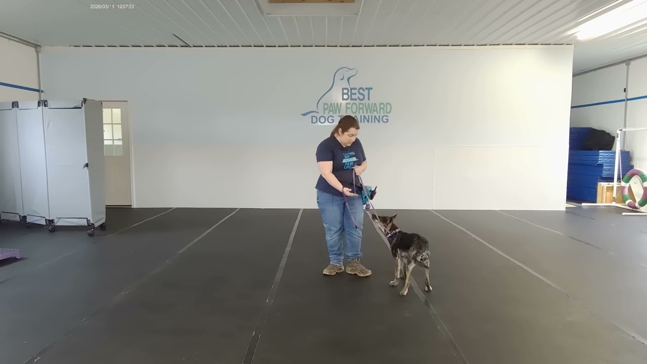 Jasmine the Mixed Breed | Day 3 Basics Training | Best Paw Forward Board and Train