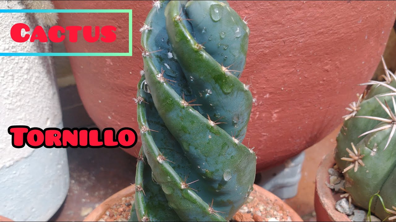Como cuidar el cactus Cereus Forbesii Spiralis o más conocido como cactus tornillo