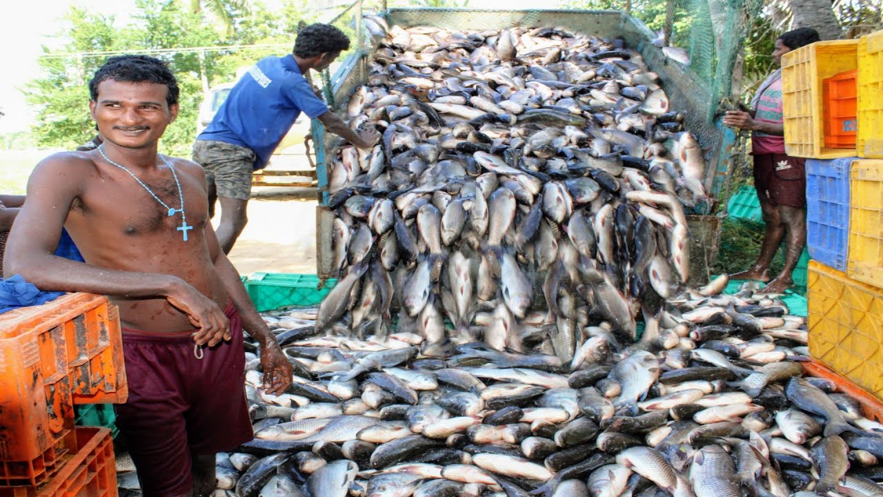 CATLA FISH FARMING!!! HARVESTING!!! ICE PACKING!!!