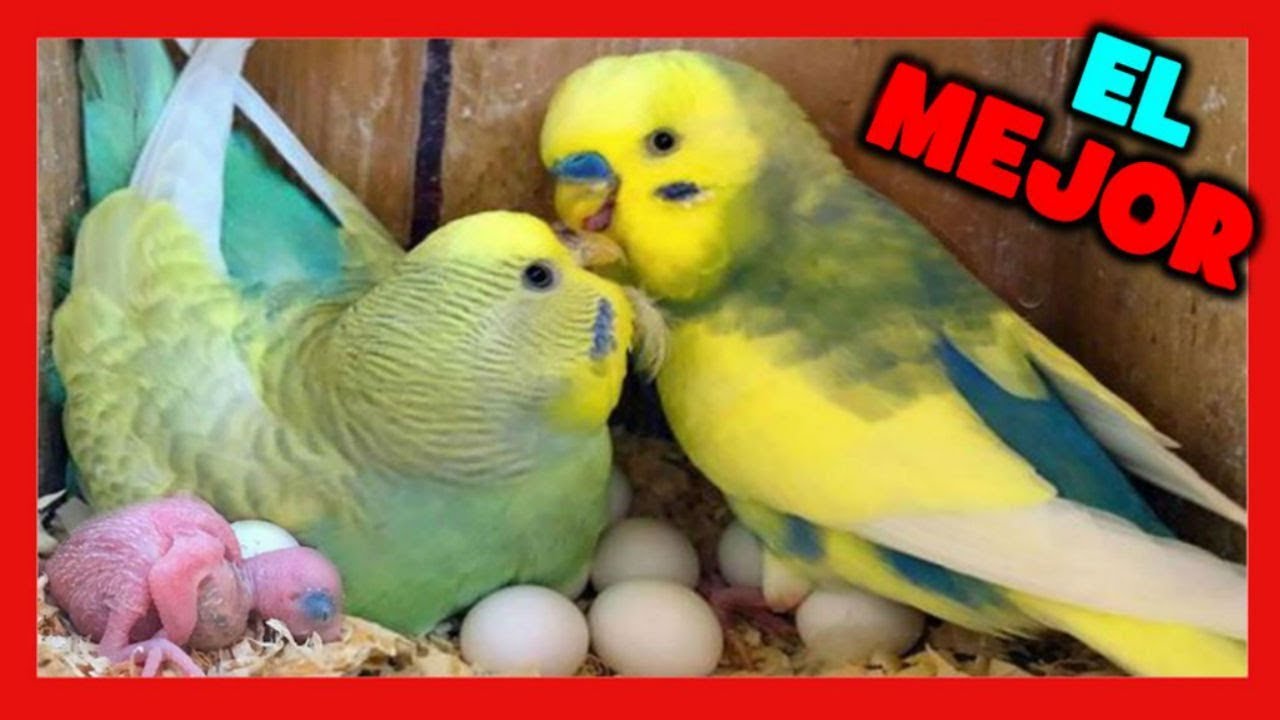 Лучшее гнездо для выращивания попугаев 🦜 Как выращивать австралийских попугаев