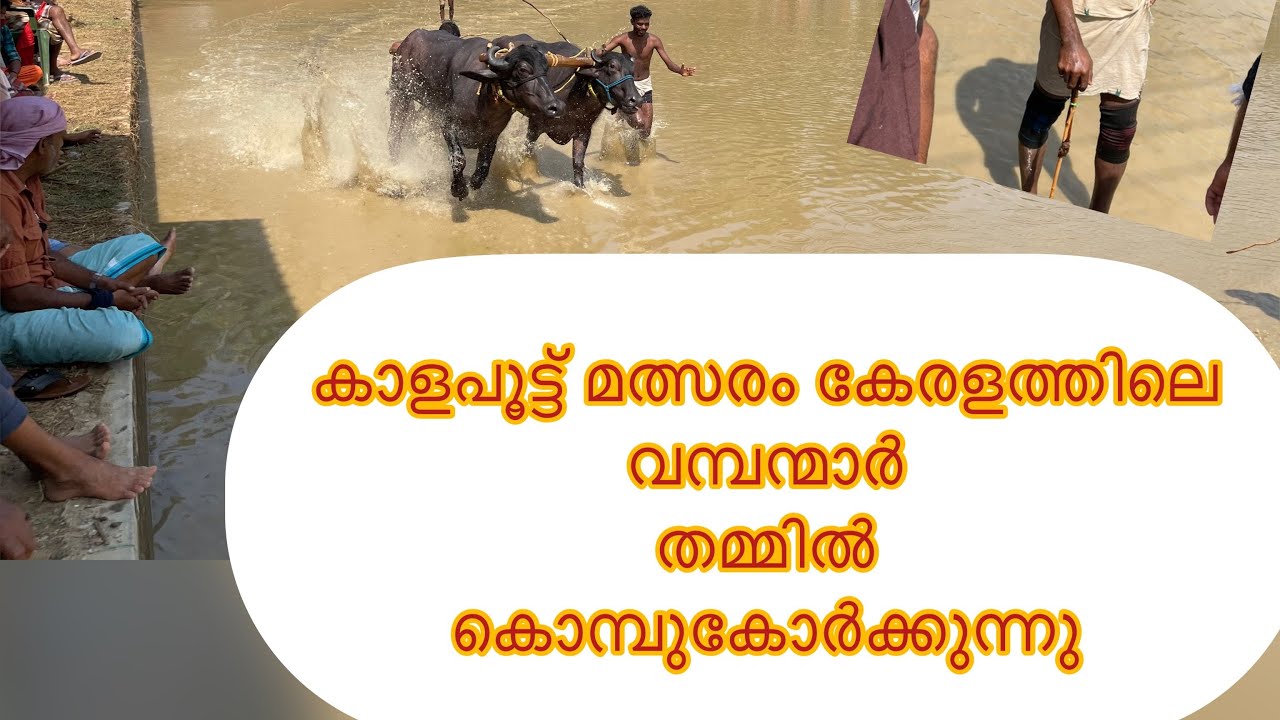 #Bullfighting നിങ്ങൾ ഒരു കാളപൂട്ട് മത്സരം പ്രേമി ആണോ എങ്കിൽ നിങ്ങൾ ഈ വീഡിയോ തീർച്ചയായും കണ്ടിരിക്കണം
