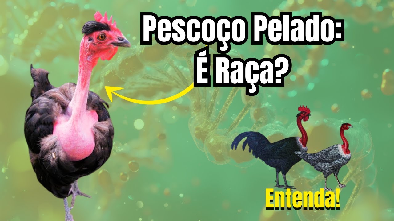 Pescoço Pelado é Raça? Descubra a Verdade e Como Funciona o Gene