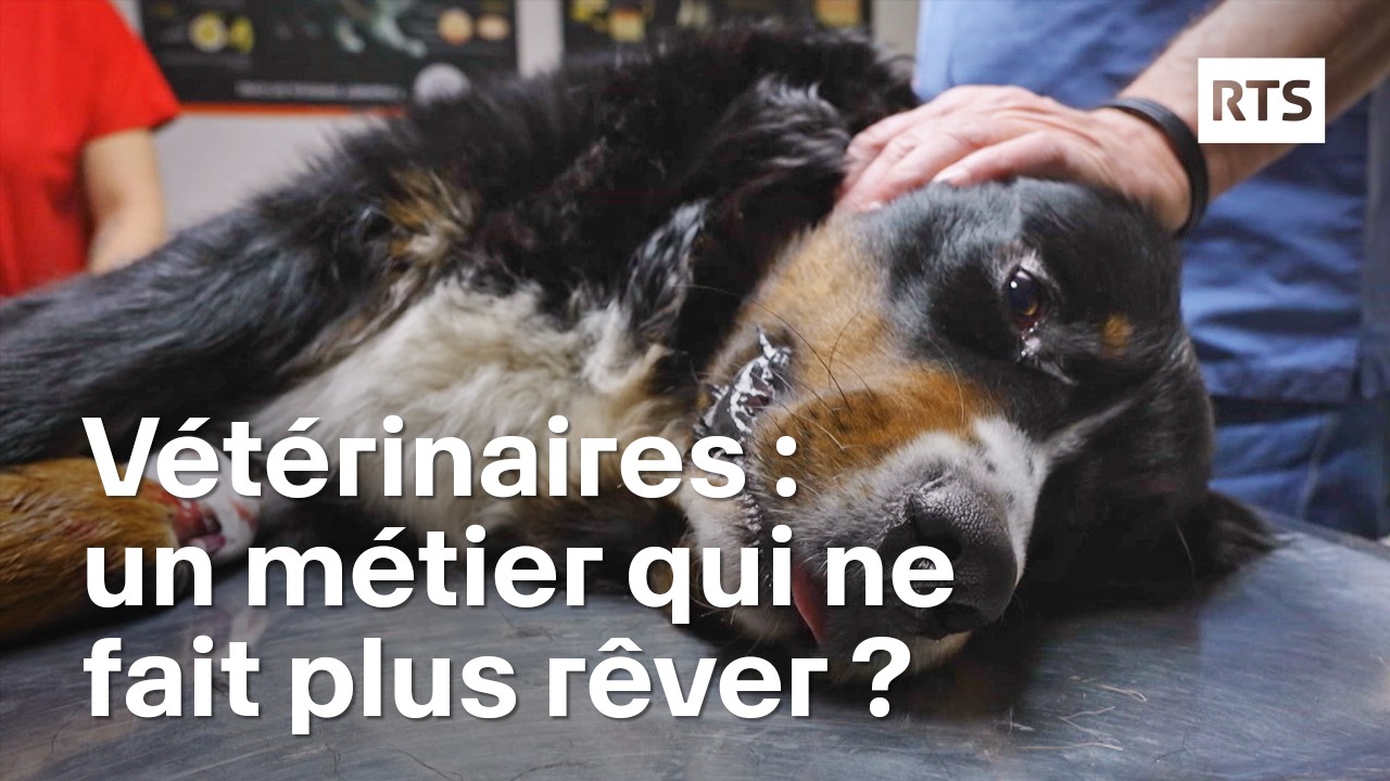 Burn out, suicide, que se passe-t-il chez les v&eacute;t&eacute;rinaires ? | RTS