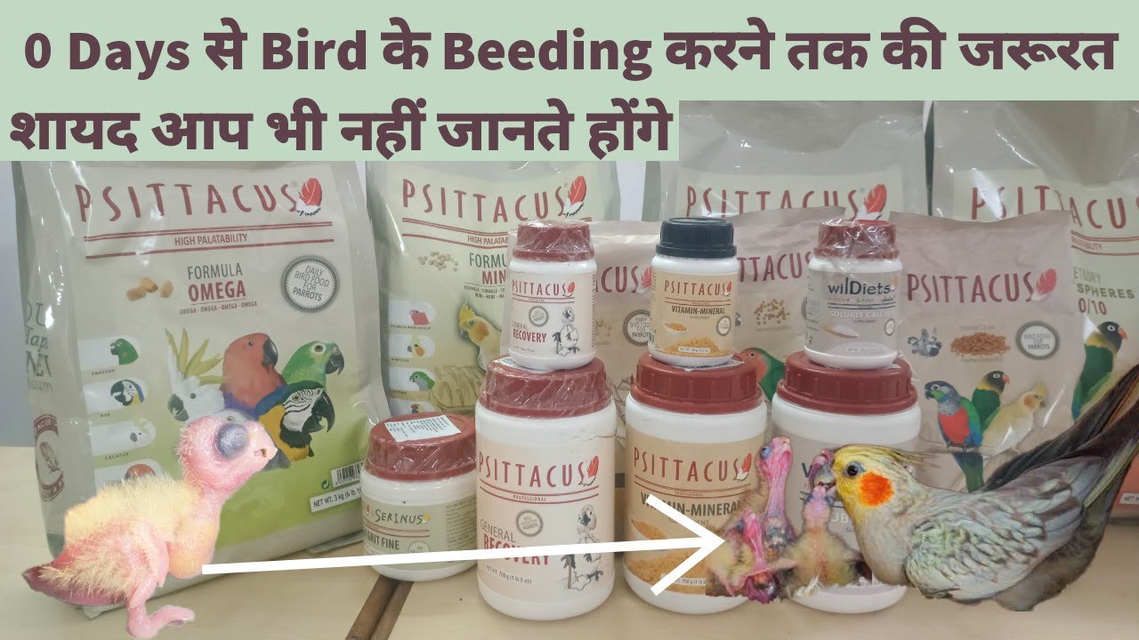 hand feeding formula for baby parrot | why pellets are required for birds ? | psittacus