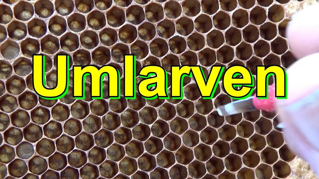 #Umlarven
