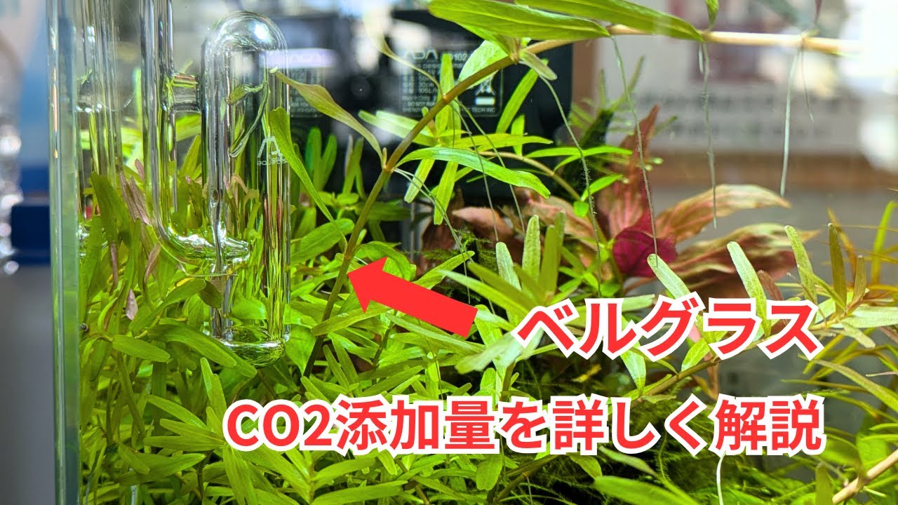 ベルグラス・ミニの最適なCO2添加量を解説します！
