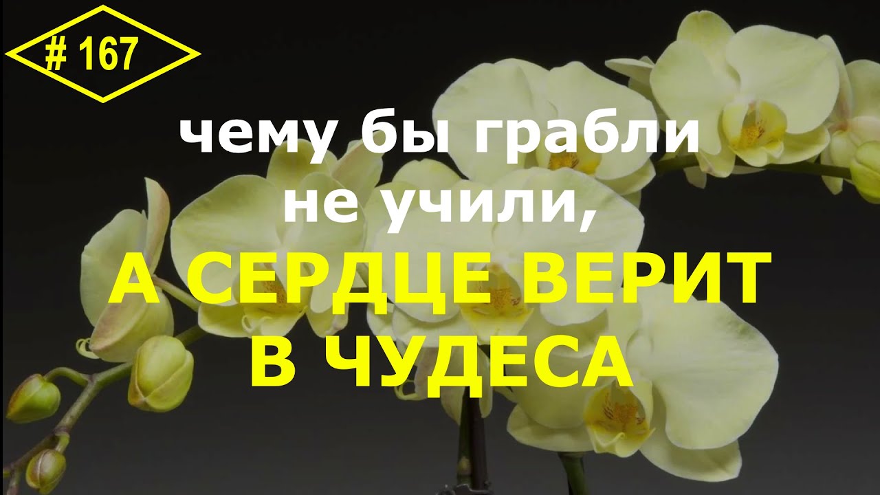 # 167 Хватит терять орхидеи! Основы ухода за домашними орхидеями. Орхидейная методология #орхоуроки