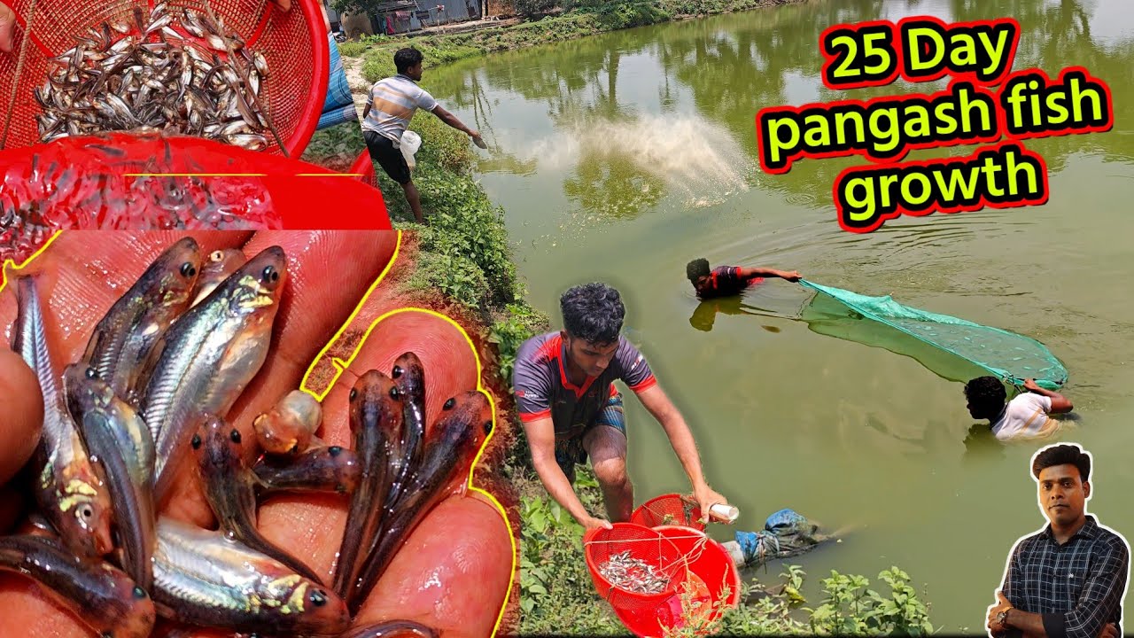25 Day Pangasius Fish Growth Update! 📈 | Fast Growth Tips & Pond Check (Aquaculture Success)