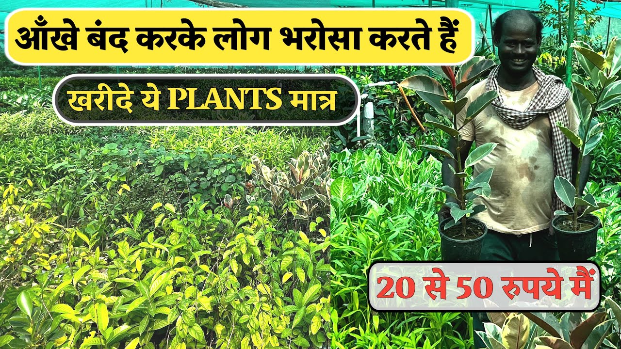 झांसे में ना आकर खरीदे ये PLANTS मात्र 20 से 50 रुपये मैं -आँखे बंद करके लोग भरोसा करते हैं