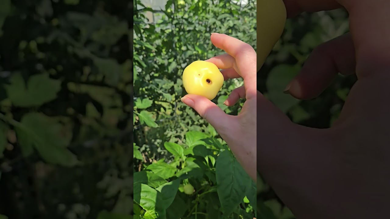 Masquerading Pepper Plants - Incognito Tomato Mode. 