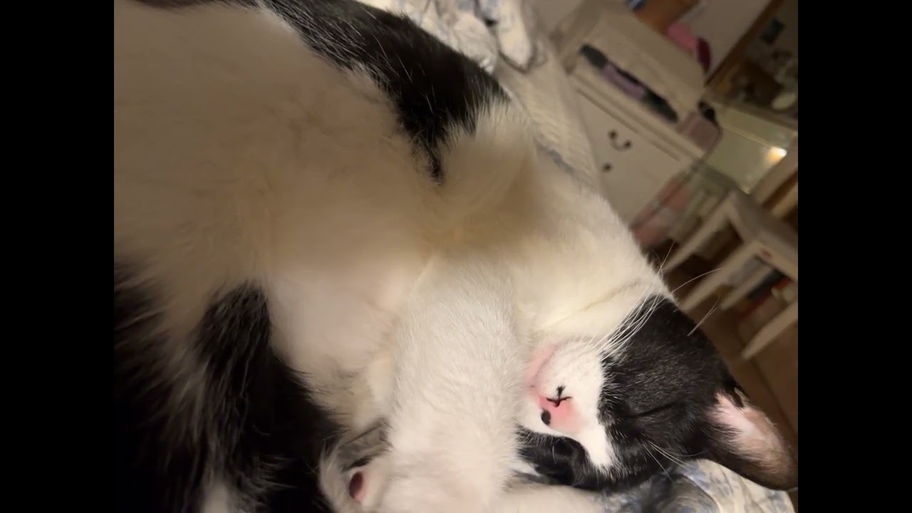 잠든 예쁜 고양이 충