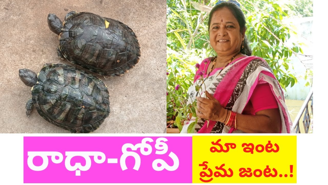 తాబేళ్ళు పెంచటంలో మేం చేసిన తప్పులు మీరు చెయ్యొద్దు ..!(How to manage TURTLE PARADISE at home)