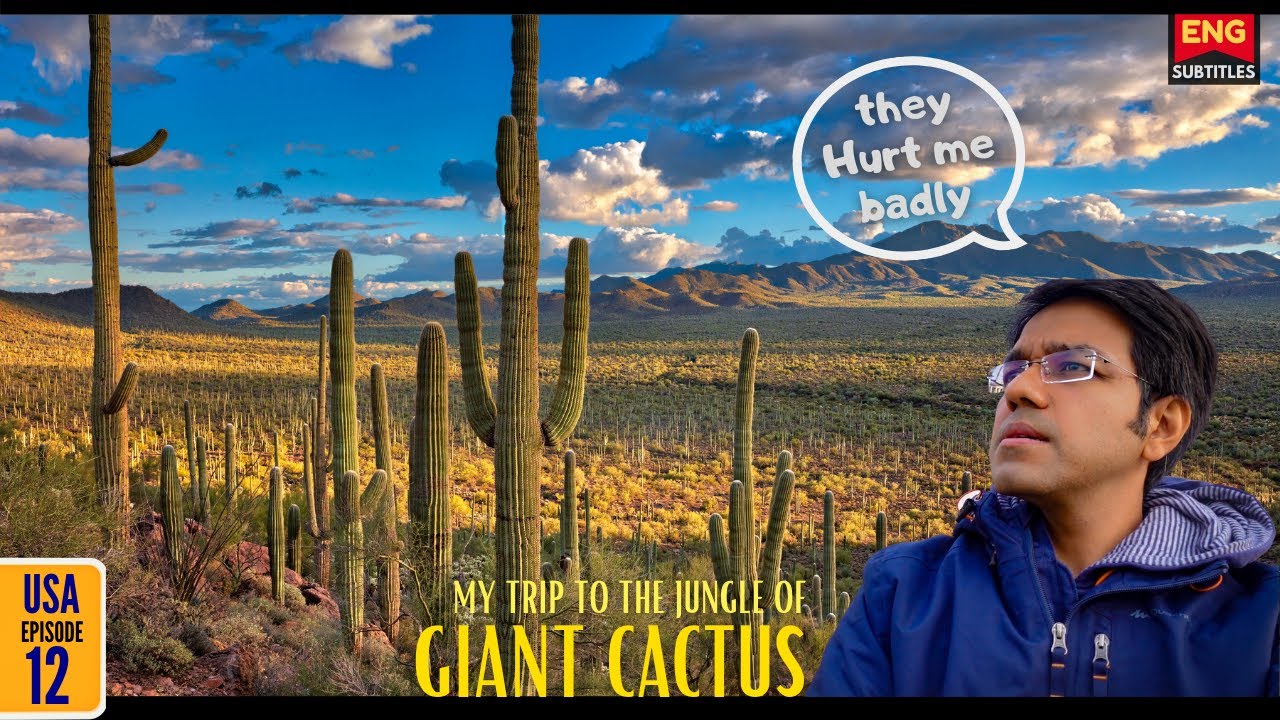 The WILD DESERT OF AMERICA | A day with Saguaro Cactus ‘Trees’ (Ep 12 / Eng Sub)