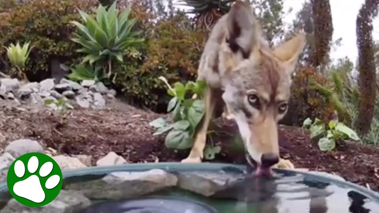 Wild animals VS water fountain