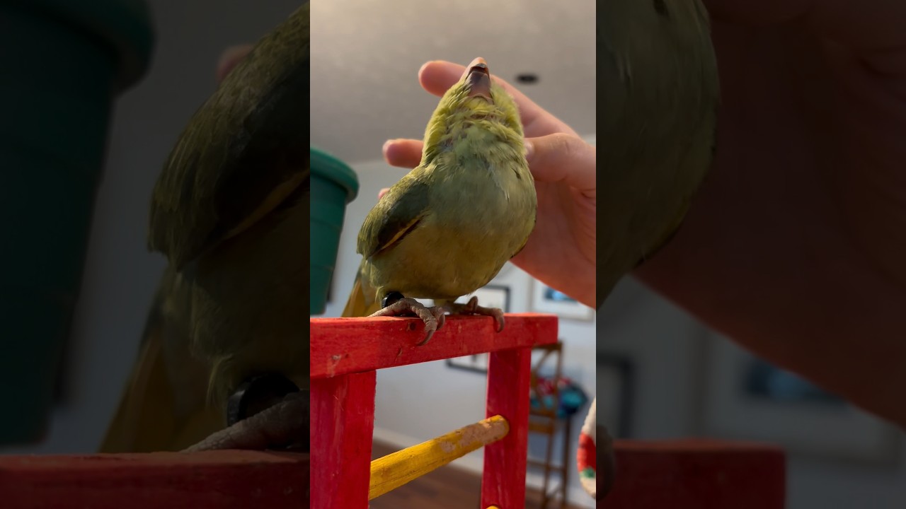 She loves this! #talkingparrot #talkingbird #cuteanimals #funnyanimals #babyanimals #parrot #irn