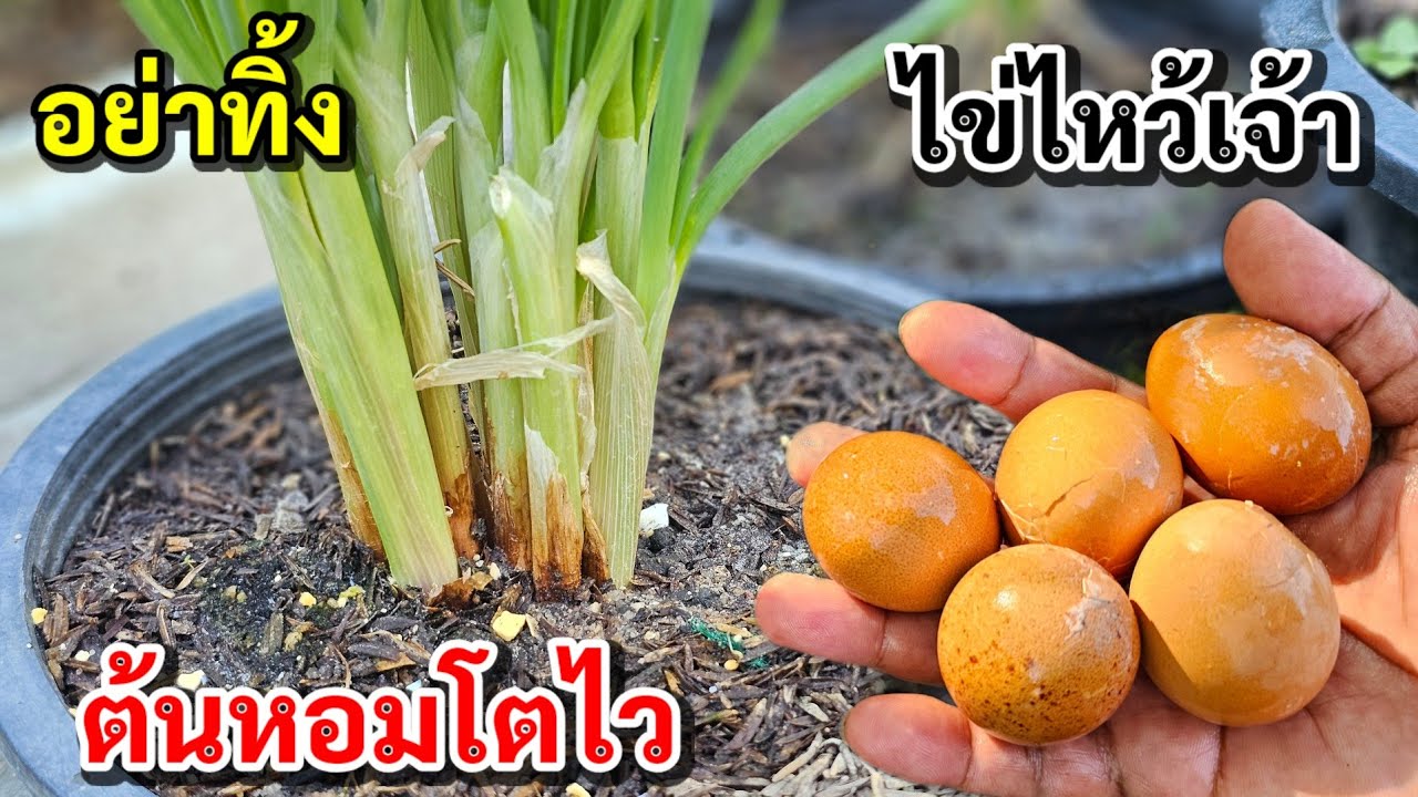 รู้ยัง!!ต้นหอมแต่กอใหญ่ขึ้นต้นอวบเก็บผลผลิตได้เร็วขึ้น 
