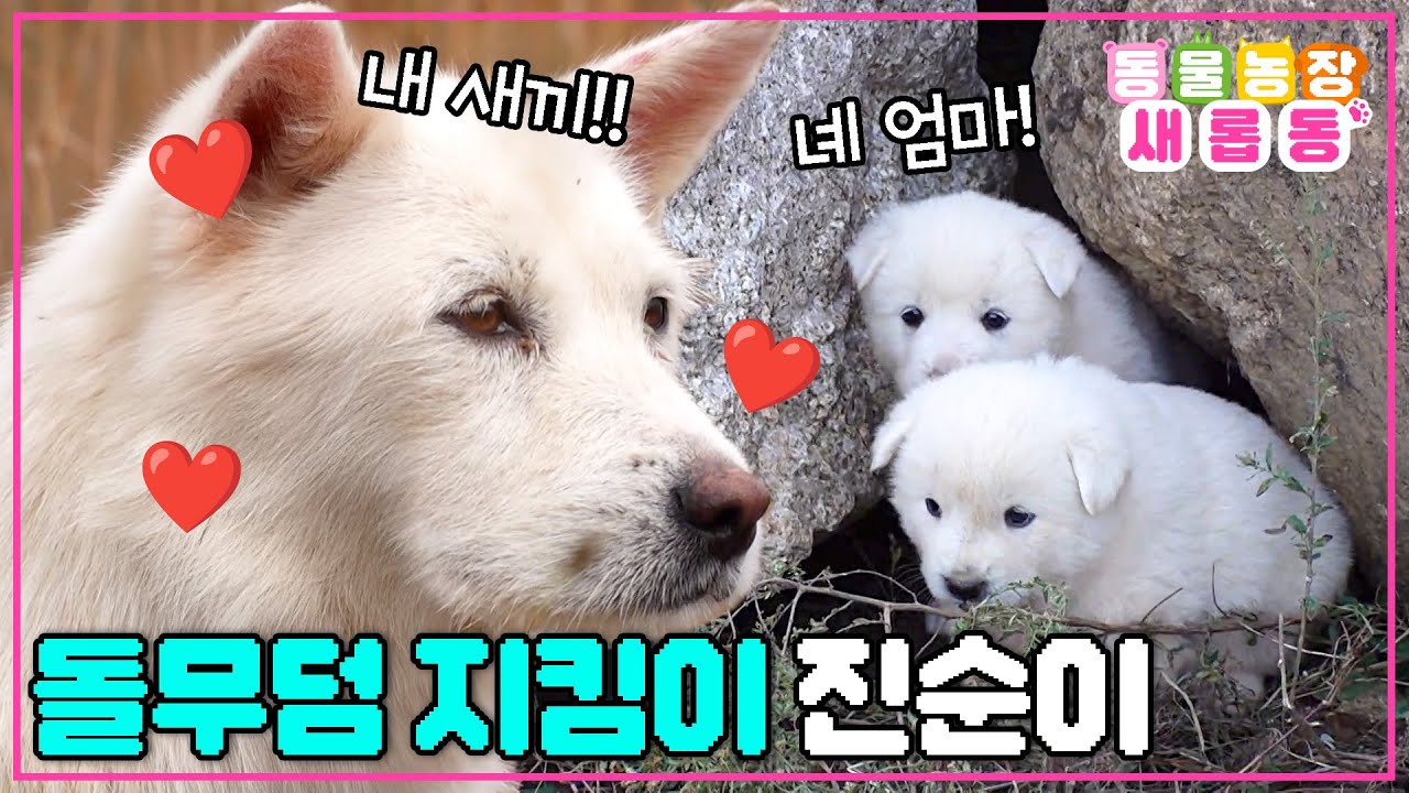 [#새롭동물농장] 쉿! 비밀이야🤫 은밀한 돌무덤 프로텍터(?)😎 모성애 강한 진순이의 5꼬물이 비밀 육아😲 / EP.1201 #TV동물농장 #AnimalFarm #SBSstory