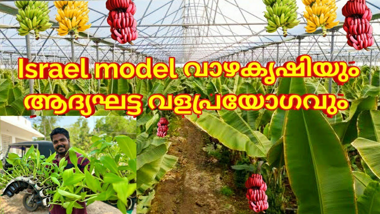 ഇസ്രായേൽ model വാഴകൃഷിയുടെ ഒന്നാം ഘട്ട വളപ്രയോഗം