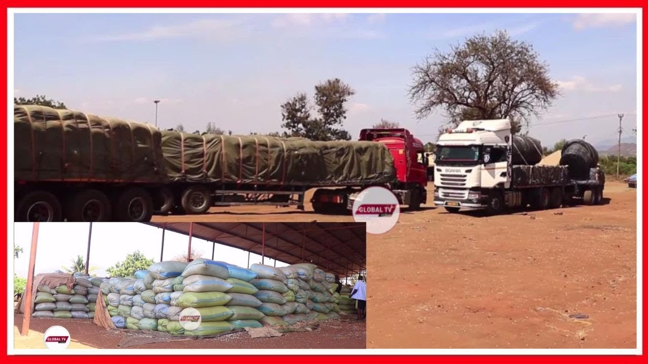 WAFANYABIASHARA wa MAHINDI WALIA na BEI BAADA ya MAHINDI KUSHUKA BEI KENYA - ''MAISHA MAGUMU''...