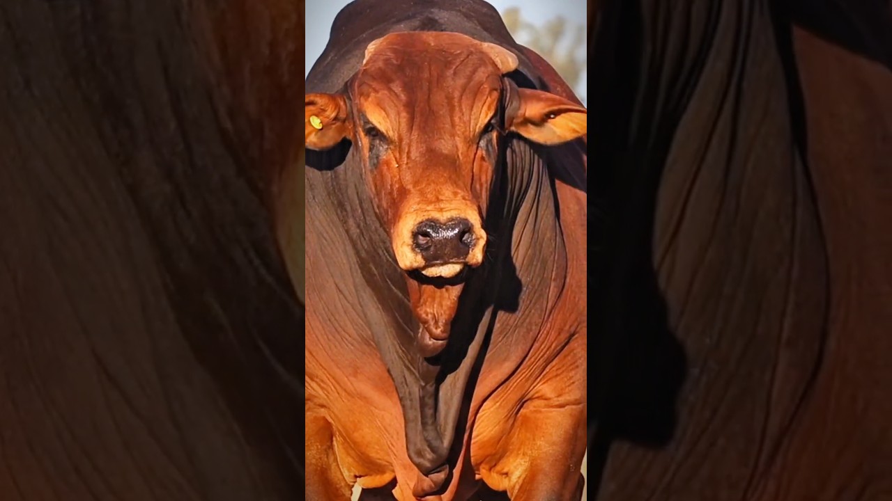 very beautiful Bahama big  cow 🔥🔥🐂 #cow #animals #shorts #viralvideo #foryou #2024