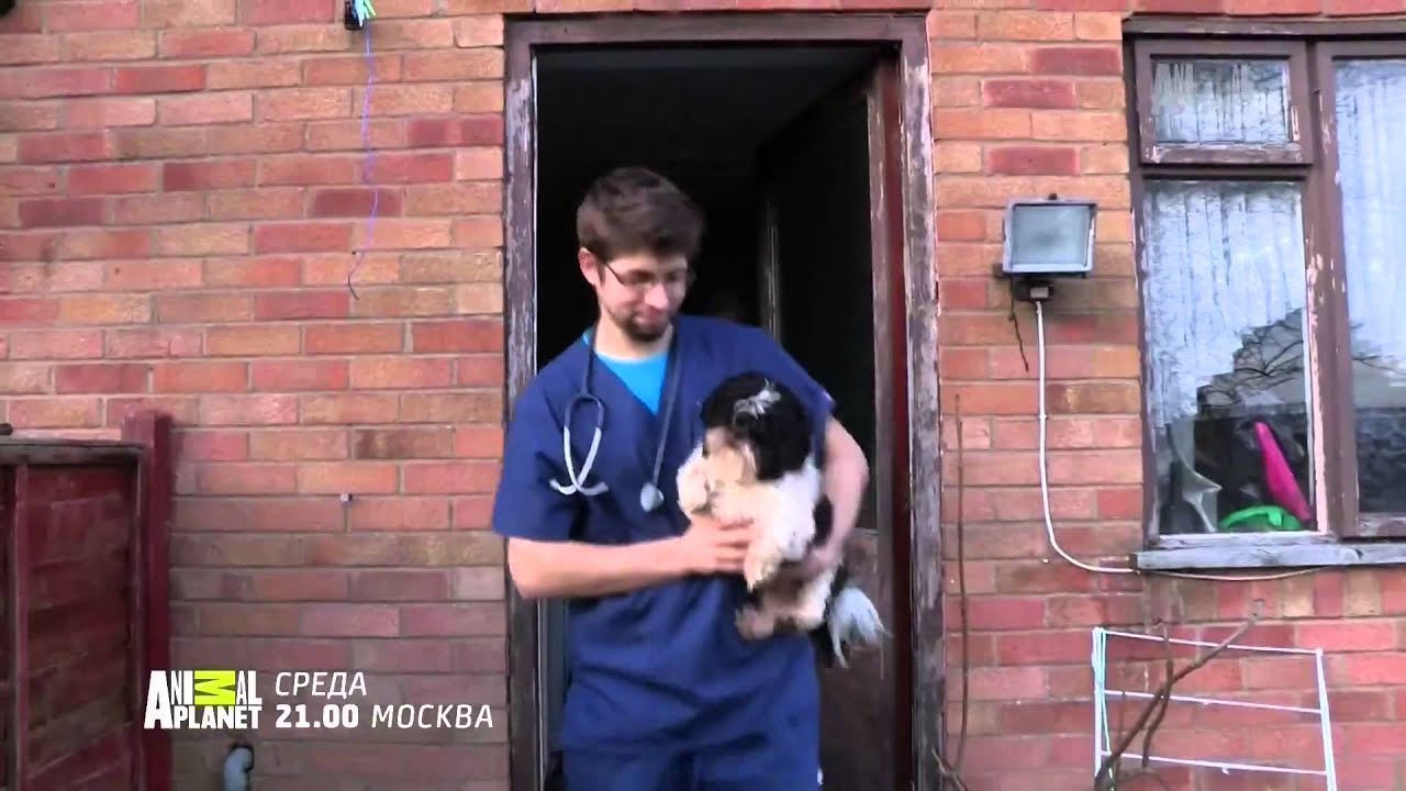 Animal Planet HD Russia - Continuity May 2015 [King Of TV Sat]
