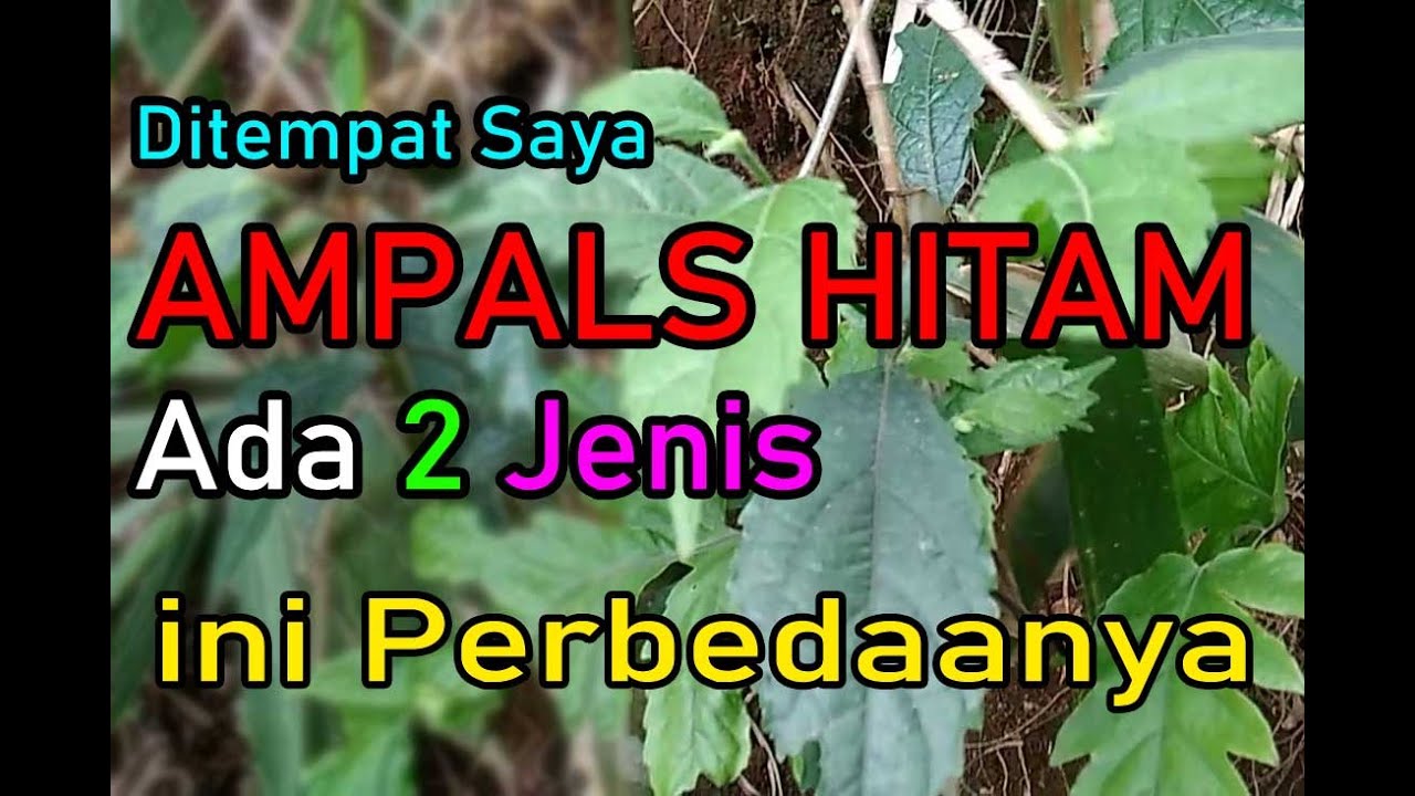 ciri ciri pohon amplas hitam | ciri ciri bonsai amplas hitam