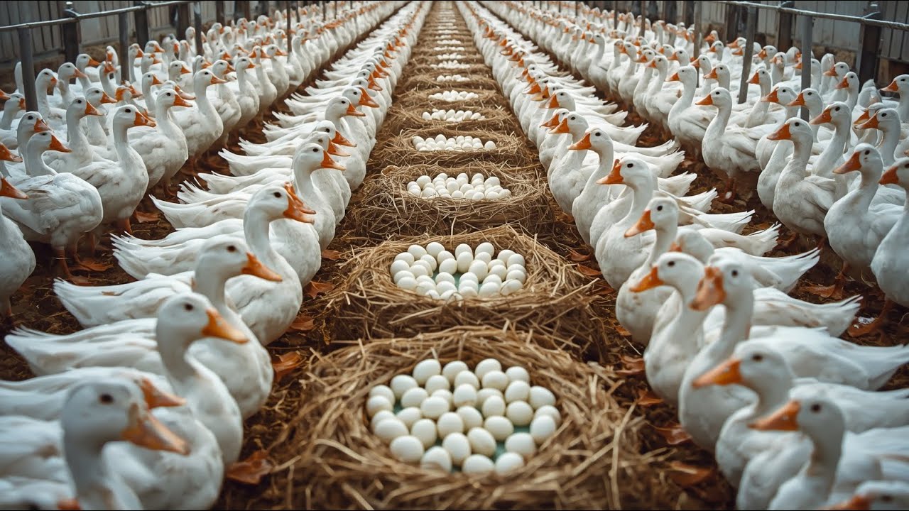 How to Raise Ducks: Simple Feeding, Egg Collection and Cleaning